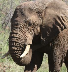 Kruger NP olifanten Zuid Afrika groepsrondreis 2